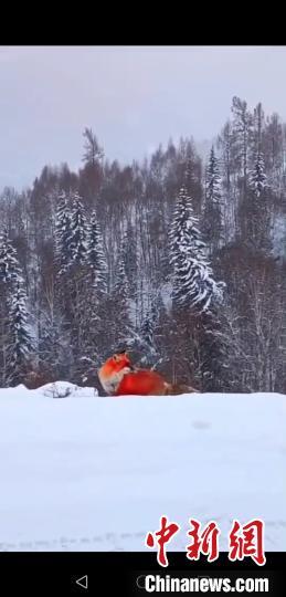 黑龍江大興安嶺雪地現(xiàn)野生紅狐 身體呈火紅色